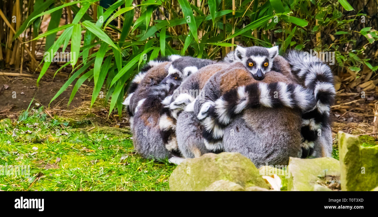 Liebenswert und lustig das Verhalten der Tiere, große Gruppe von Ring tailed lemur Affen umarmen einander Stockfoto