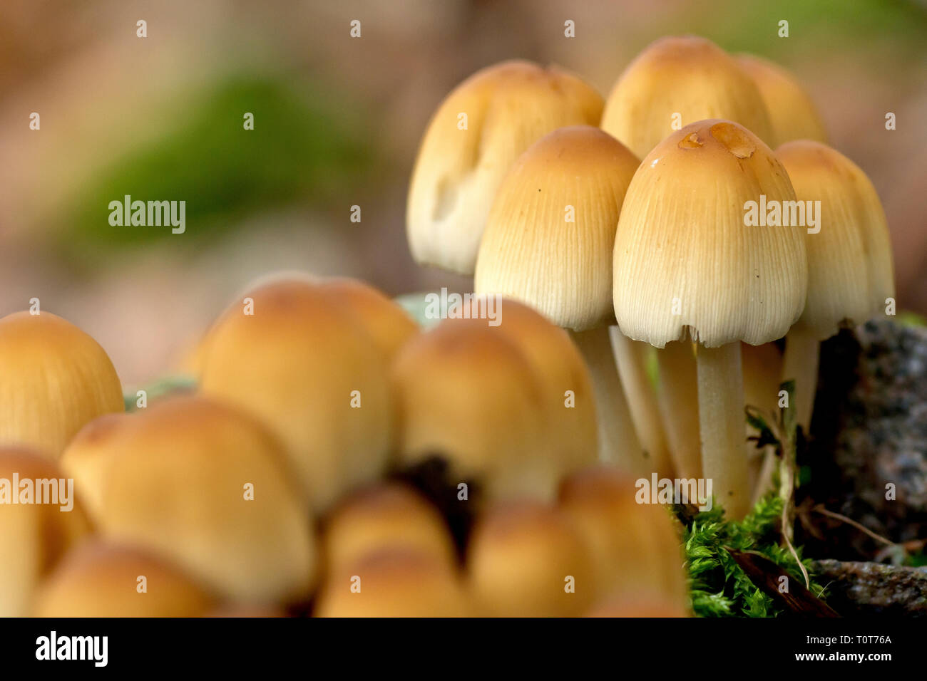 Oder Schwefel Schwefel Büschel Grasbüschel (hypholoma fasciaculare), in der Nähe eines Clusters von Fruchtkörpern. Stockfoto