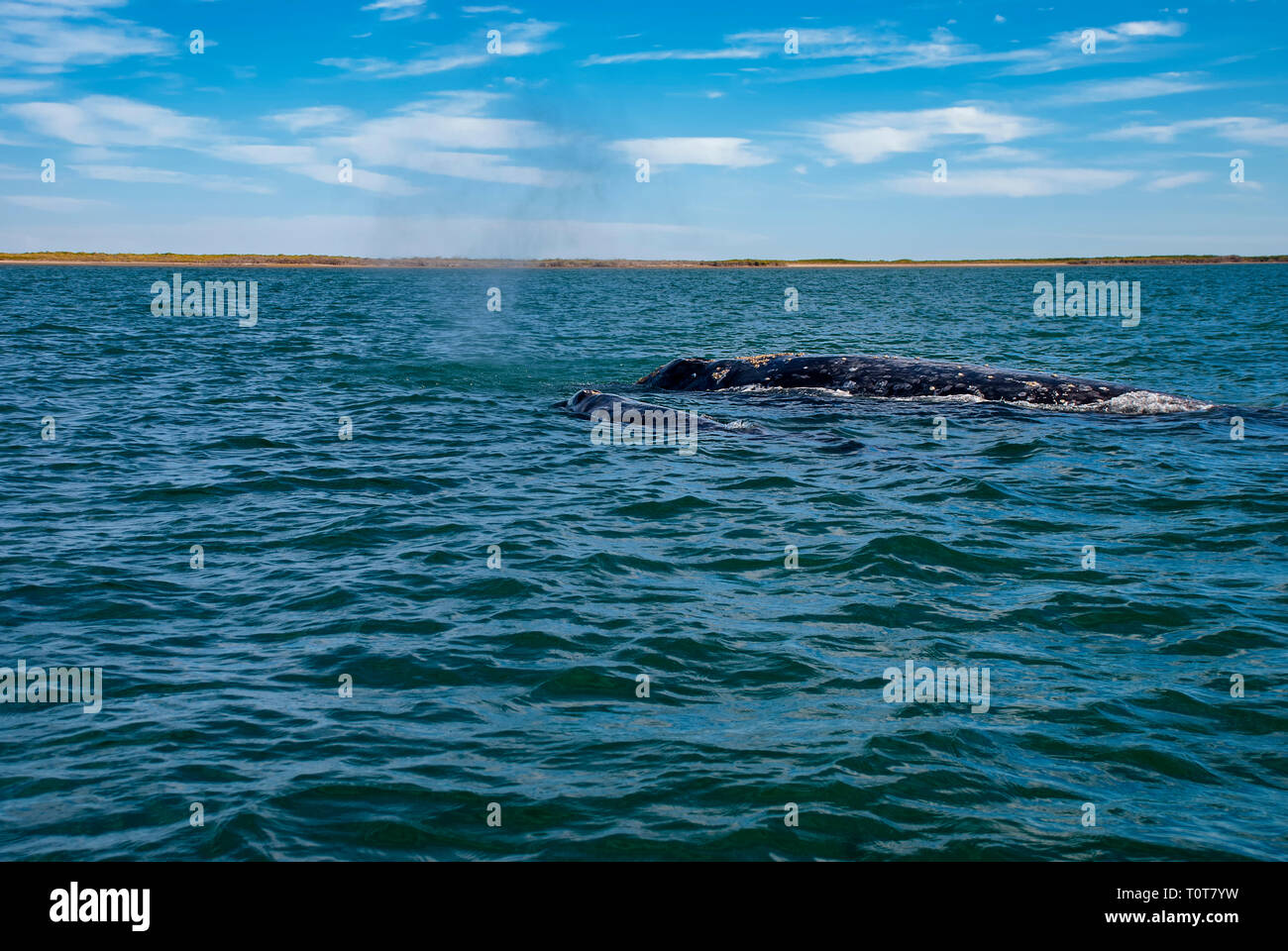 Grauwale (Eschrichtius robustus) in ihrem Winter birthing Lagune bei Adolfo Lopez Mateos in Baja California in Mexico's Pacific coast. Stockfoto