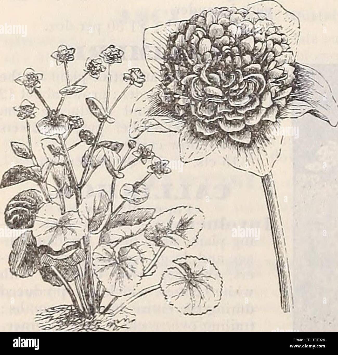 Dreer's 1901 Garten Kalender (1901) Dreer's 1901 Garten Kalender 1901 Garten 1901 dreers henr Jahr: 1901 CALXHA (MarsU Ringelblume) PaluStriS. Großes helles Gelb flo^ ers, produzierte bereits im Frühjahr; 1 Fuß 15 cts. Jedes; 1,50 $ pro Doz. Paliistris Fl. PI. Das Doppel-flo" - eiing Sumpfdotterblume; Sehr prettv (siehe Schnitt.) 25 cts. Jedes; $ 2,50 pro doz CASSIA (. Vmerican Senna). JMarilaudicn.. Eine Pflanze wächst flom 3 bis 4 Fuß hoch, buschig, mit großen Pini cles des hellen Gelb; neugierig-förmige Blumen in reichlich Axillar clusteis von Juli bis September. Die schöne gefiederten hellgrünen Laub ist^ ely Plädoyer Stockfoto