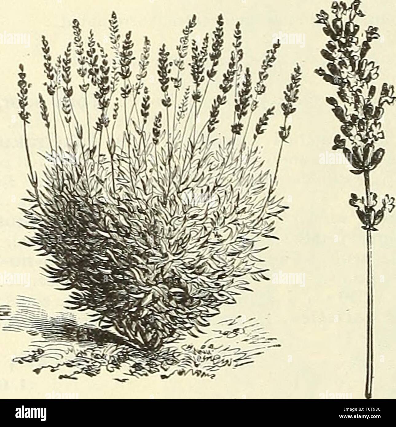 Dreer's Garten Buch 1904 Dreer's Garten Buch: 1904 dreersgardenbook 1904 henr Jahr: 1904-carvillea Dunkelrot. Ich^^ avender AVAXDULA. ll.) Vera. Tliis ist die irue Sweet Lavender; wächst ca. 18 cm hoch; begeistern - Voll duftenden Blüten im Juli und August. 15 cts. Jedes;. 51,50 pro Doz. LEOXTOPOUIUM. (Edelweiß, oder Alpine. Snowflower.) Alpinuni. Dieses alpine Schönheit ist gut für Touristen, die in die Schweiz gereist sind bekannt. Es ist eine robuste Pflanze, und es lohnt sich ein Versuch. Es sollte entweder auf der Steingarten oder in gut-durchlässigen, sandigen Boden angebaut werden. 20 cts. Jedes; § 2,00 pro Doz. LEPACHYS. Pulcherri Stockfoto