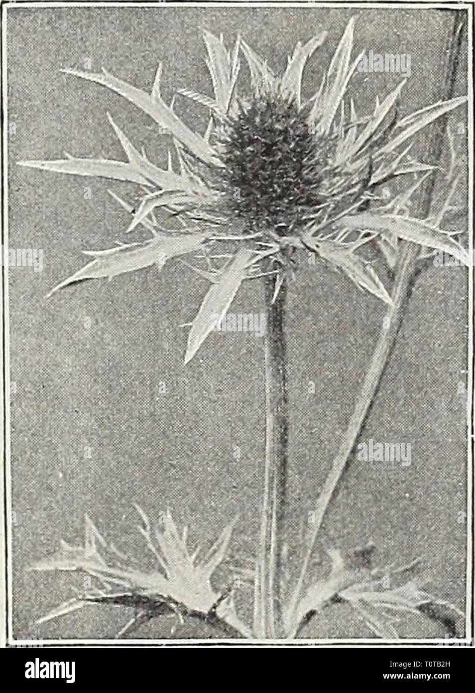 Dreer's 1909 Garten Buch (1909) Dreer's 1909 Garten Buch dreers 1909 Garten 1909 henr Jahr: 1909 NWAMERfflllADEtPIIIA -^-^ HARW PERENMIAL PFLANZEN 191 ANMERKUNGEN (Leopards Bane). Eine der effektivsten sehr frühen Frühling-blühenden Stauden, wachsende ungefähr 2 Fuß hoch. Wenn in Töpfen im Herbst gelegt, können Sie ohne weiteres in Blume während der Wintermonate in den Wintergarten oder Fenster Garten erzwungen werden. Es gibt viele, die nur das gesehen haben als einzelne Anlage, hier oder dort in einem hardy Grenze und haben keine Ahnung von der Wirkung, die es hat, wenn in einem Masse gepflanzt. Es ist auch eine herrliche Blume für Schneiden, wie es Stockfoto