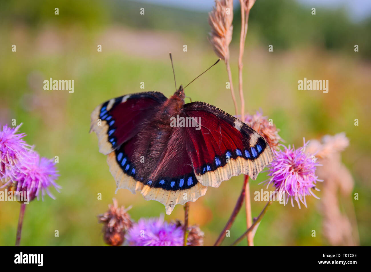 Schmetterling Trauer Mantel Nymphalis antiopa sitzen auf einer Blume auf einem unscharfen Hintergrund close-up Stockfoto