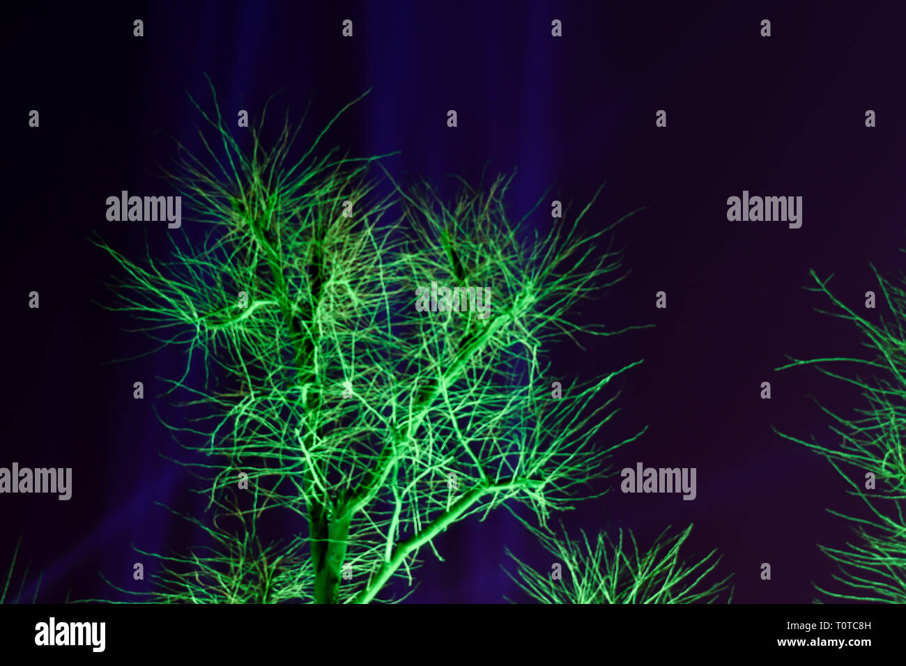 Verschwommene grüne Bäume außerhalb des Fokus während Festival der Lichter in Zagreb, Kroatien. Blaue Lichtstrahlen hinter Bäumen. Stockfoto