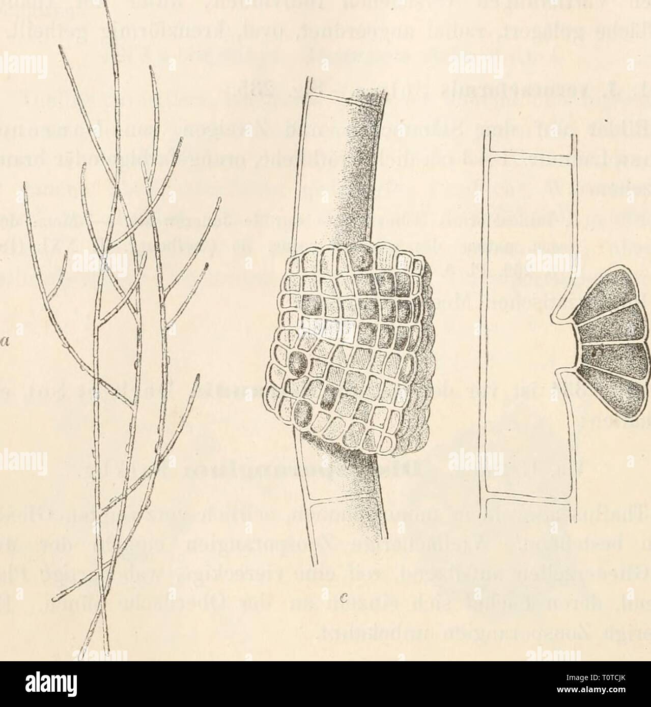Dr L Rabenhorst der Kryptogamen-Flora von Dr. L. Rabenhorst der Kryptogamen-Flora von Deutschland, Oesterreich und der Schweiz drlrabenhorstskr02rabe Jahr: 1885 526 Abb. 236. Discosporangium mesarthroearpum (Menegh.) Hauck. Ein Oberer Theil des Thallus mit Zoosporangien. Vergr.Ca. 50. Uhr Ein älteres Zoosporani^ Ähm im optischen Längsschnitt. Vergr.Ca. 500.c Ein ausgewachsenes Zoosporangium von Ohen gesehen. Vergr.Ca. 500. (Nacli Falkenberg.') Seite 399. 9. Zeile ein' auf Ihr Browser kann leider keine eingebetteten Frames anzeigen setze man zu Alaria Grev. Seite 484, 10. Zeile von oben setze man zu Acetal "iilaria L a m 0 u r. Stockfoto