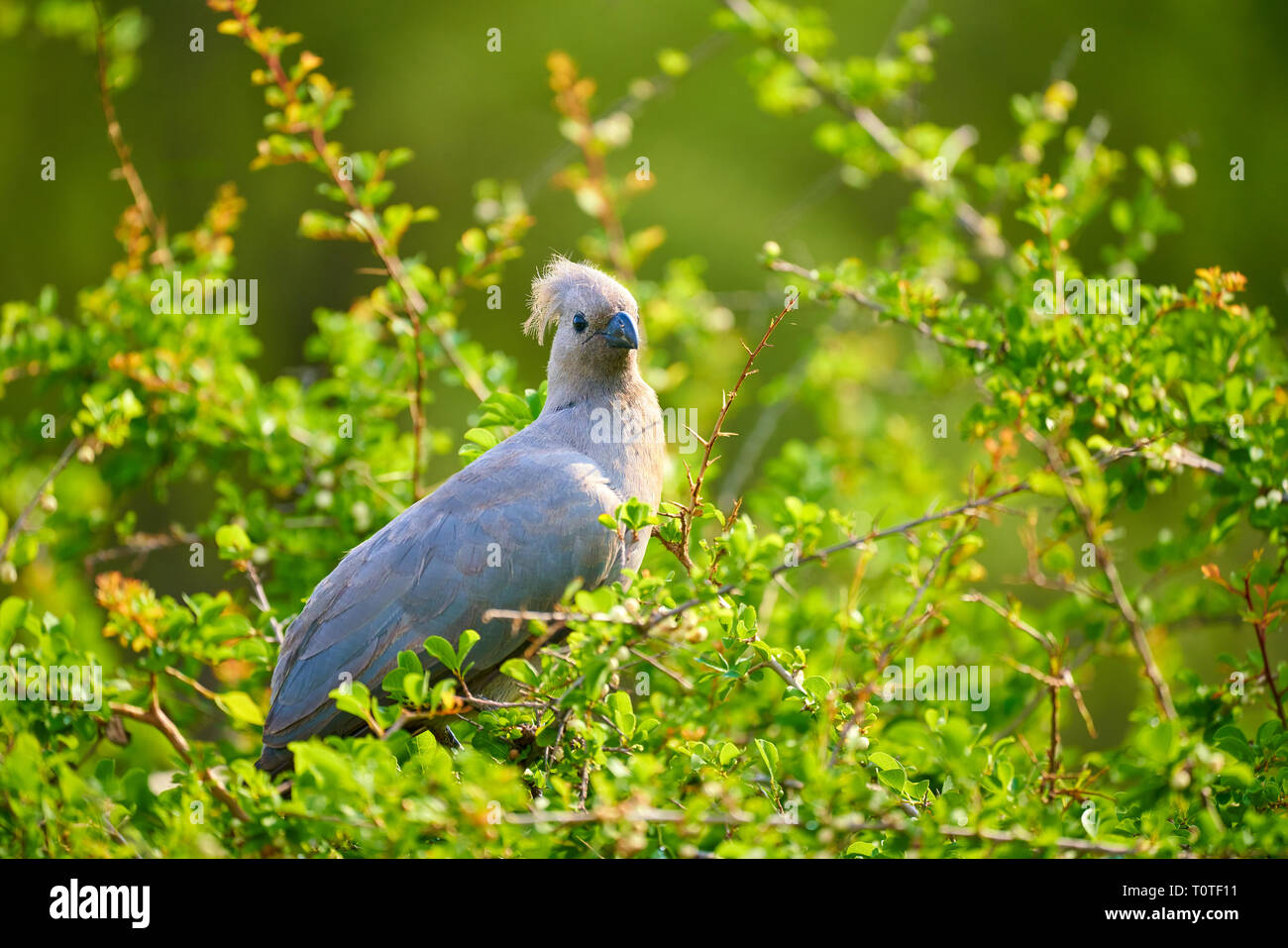 Zebra schmuse, Nashörner, Vögel, Adler, Stockfoto