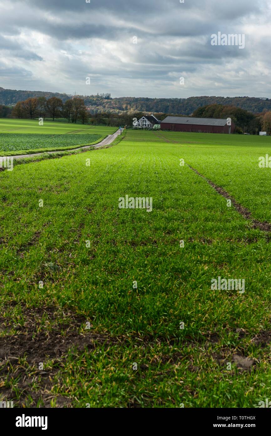 Laendliches Ruhrgebiet mit Wiesen im Herbst bei interessanter Lichtstimmung in Mülheim an der Ruhr. Stockfoto