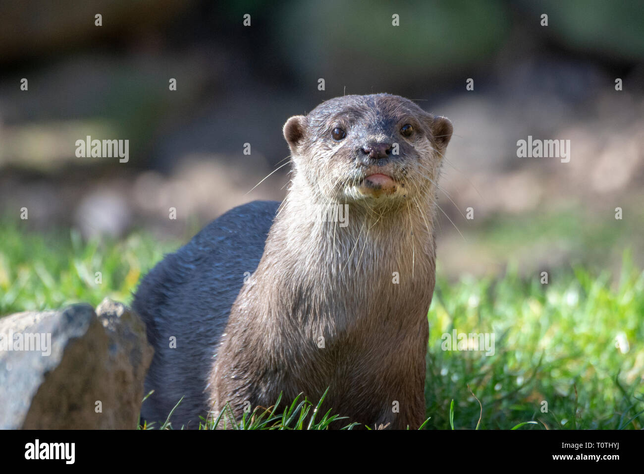 Asiatische Small - kratzte Otter (Aonyx cinereus) Stockfoto