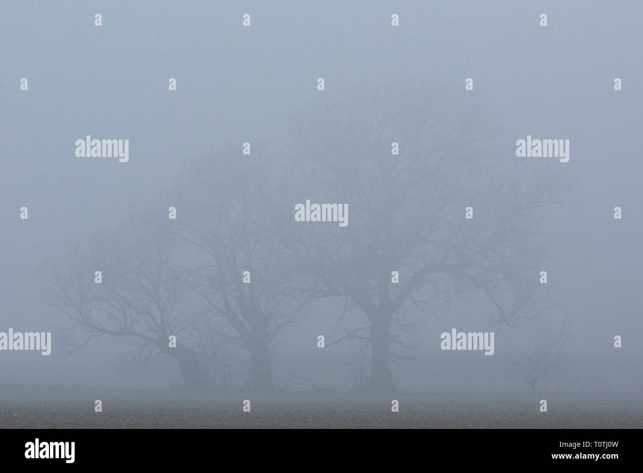 Misty Englisch Eichen (Quercus robur) Stockfoto