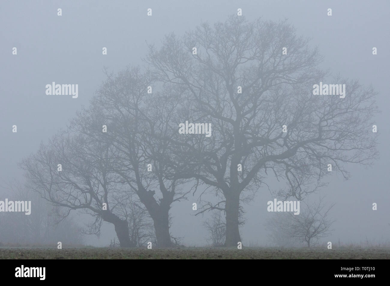Misty Englisch Eichen (Quercus robur) Stockfoto