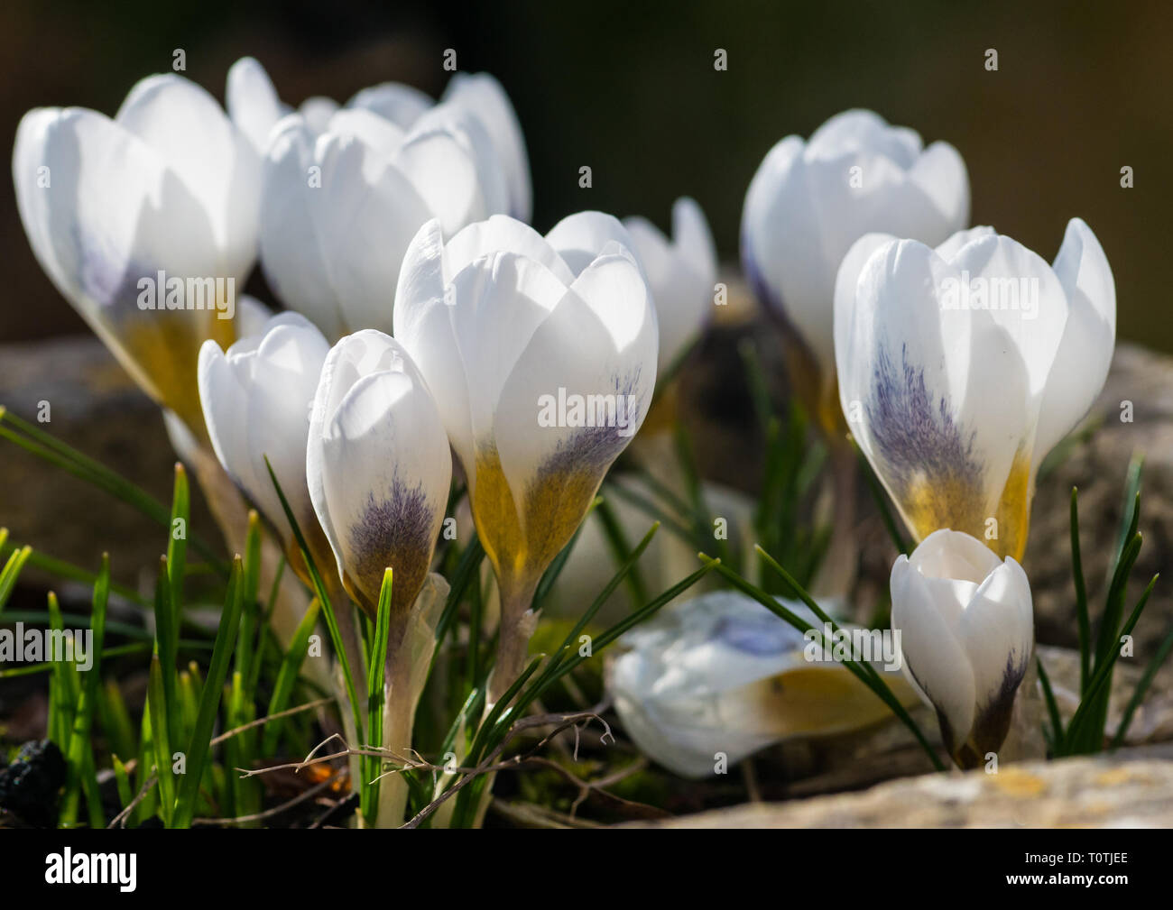 Eine Makroaufnahme einer Gruppe von Weißen crocus Blüten. Stockfoto