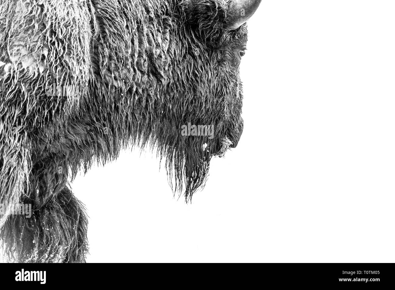 Schwarze und weiße Nahaufnahme Porträt einer Bison wandern beim essen Gras Stockfoto