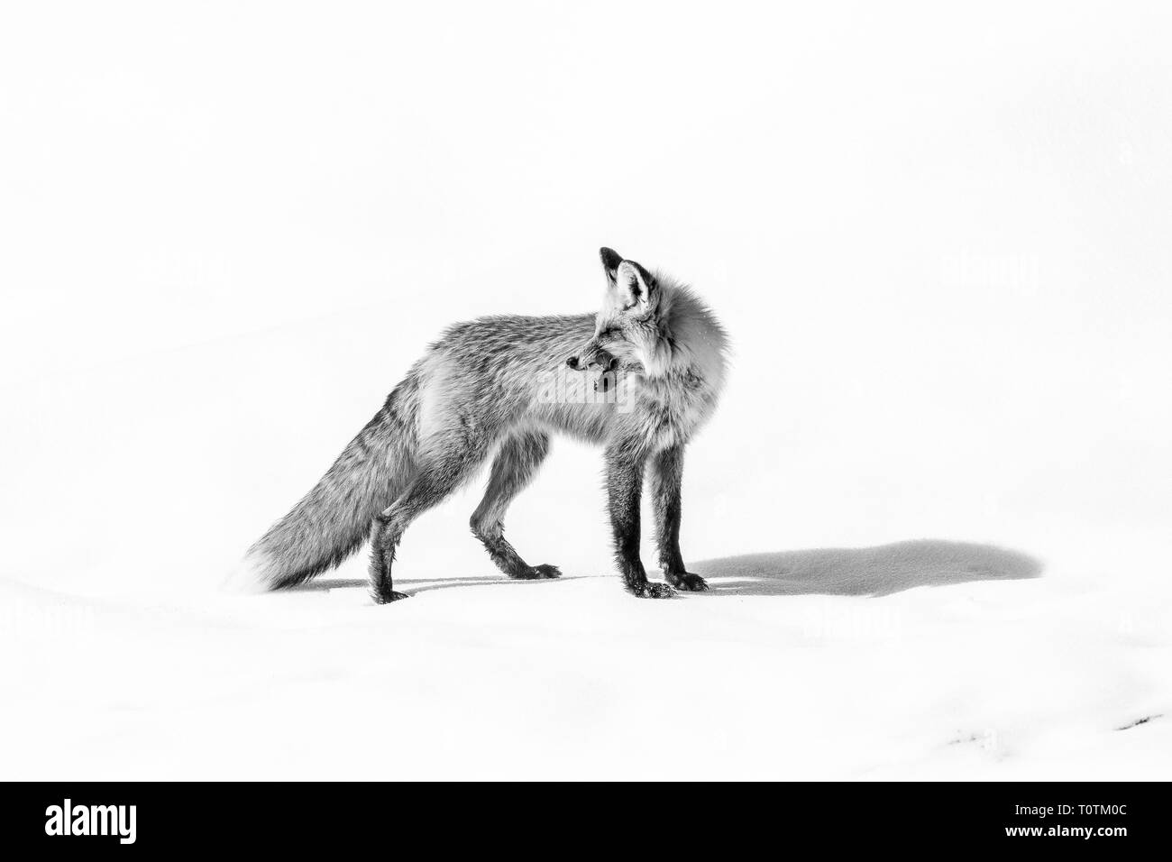 Schwarz-weiß-Porträt einer Red Fox auf Schnee nach hinten über die Schulter schauen mit Ohren perked aufmerksam zuhören für die nächste Mahlzeit Stockfoto