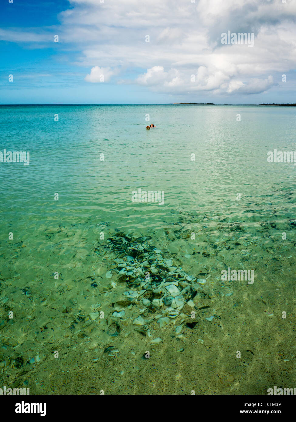 Frau Floating im Karibischen Meer, mit Muscheln, tropischen Strand, Governors Harbour, Eleuthera, Bahamas, Karibik. Stockfoto