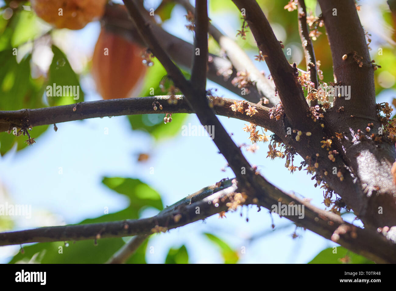 Cacao Blüten am Baum Nahaufnahme im sonnigen Tag Stockfoto