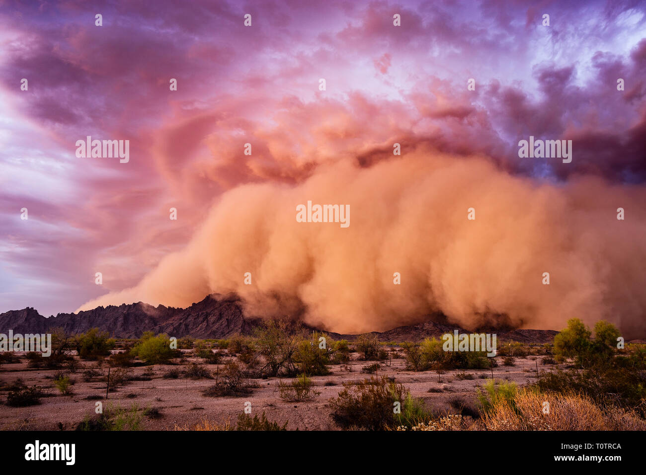 Am 9.. Juli 2018 rollt ein Haboob-Staubsturm über die Mohawk Mountains vor einem Monsunwetter in der Nähe von Tacna, Arizona, USA Stockfoto