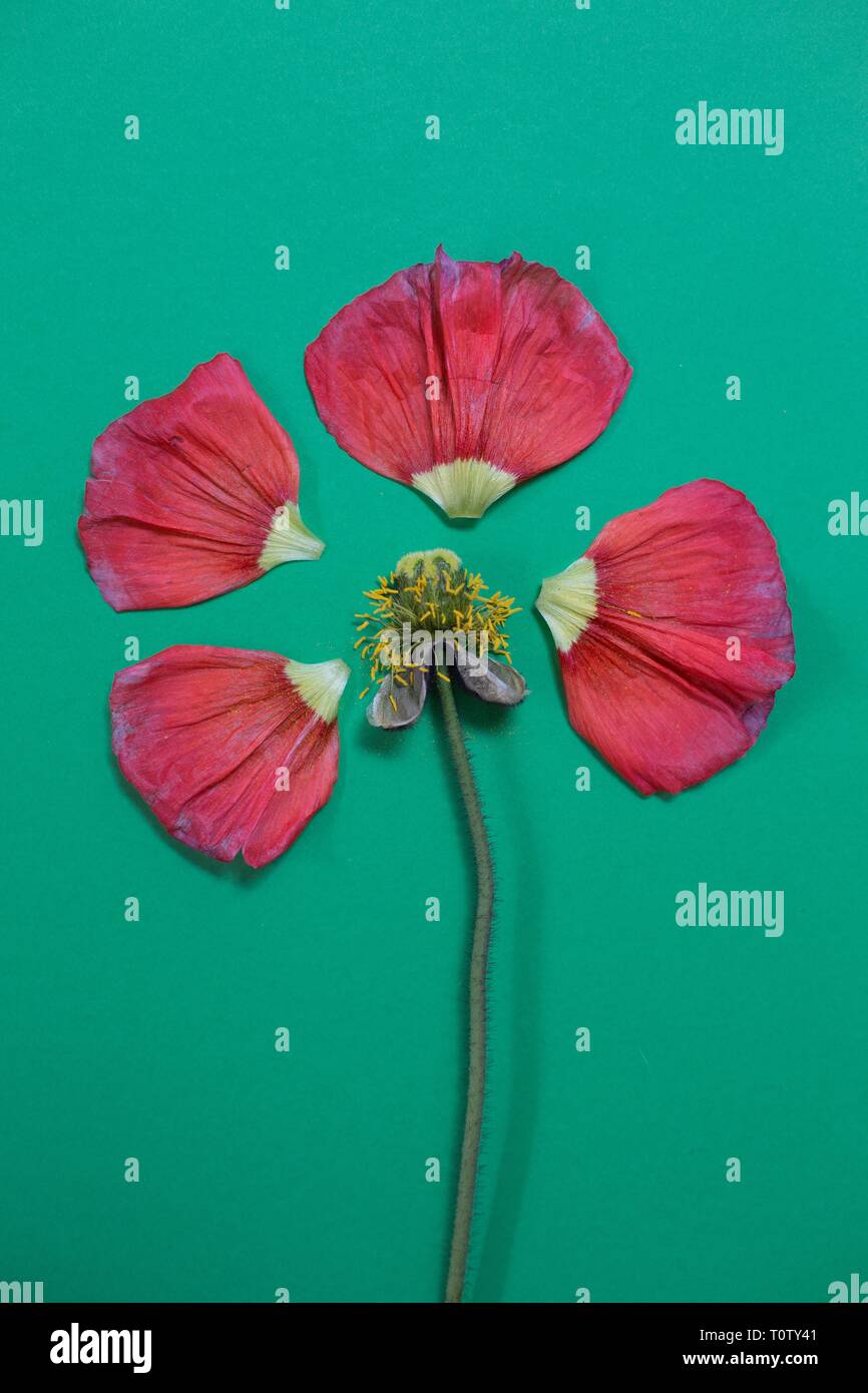 Ein dekonstruiert poppy flower. Stockfoto