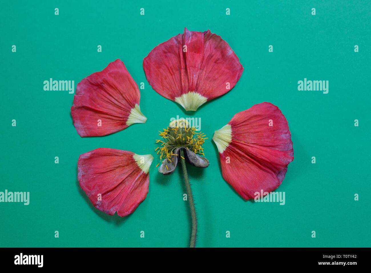 Ein dekonstruiert poppy flower. Stockfoto