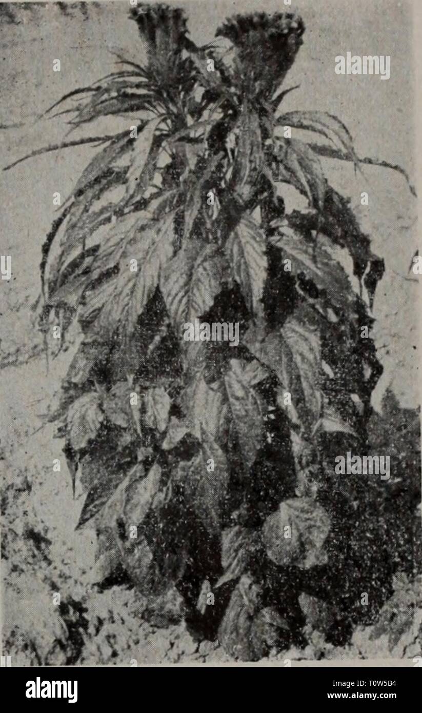 Dong bei Zhi wu Yao dong bei Zhi wu Yao tu Zhi dongbeizhiwuyaot 00 Xiao Jahr: 1959 ç§ ç 169. ç²^ è¤ Pueraria pseudo-!li [IS ¥ 170. aeµªå È ± Celosia cristata hirsuta Tang et Wang Linn. Ç§ ç 171. ae § ae Sophora japonica ç§ ç 172. ae§ ç±³ Linn. Stockfoto