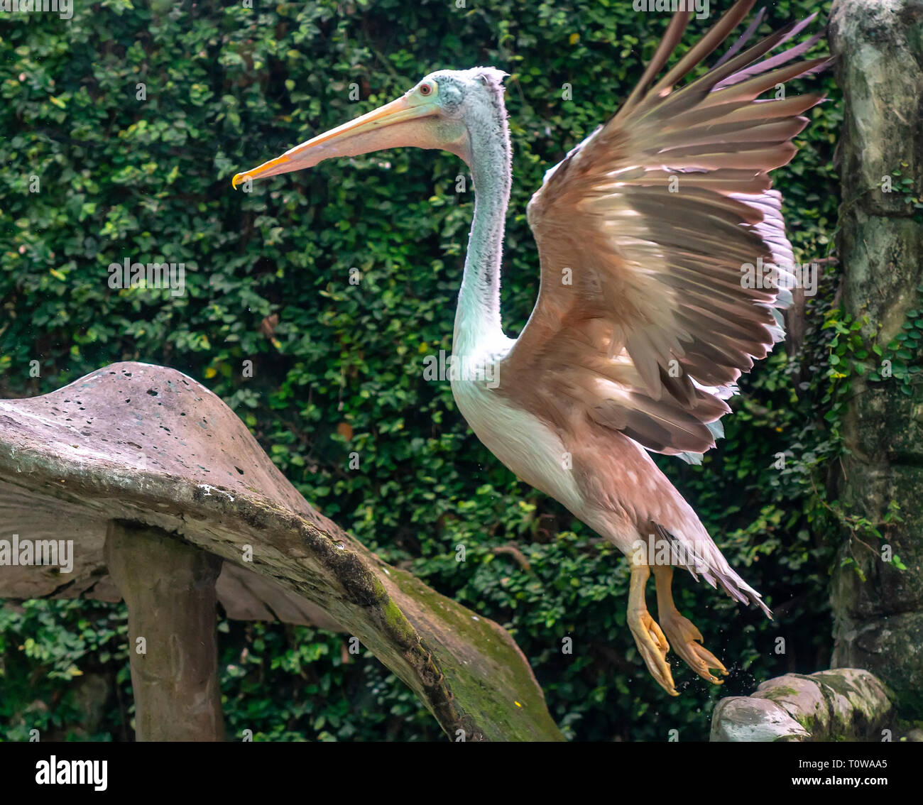 Sundamarabus Stork in der natürlichen Welt, sie sind in der Roten Liste der seltenen Tiere in Vietnam klassifiziert. Dieser Vogel kann wiegt fast 10 kg, wenn growi Stockfoto