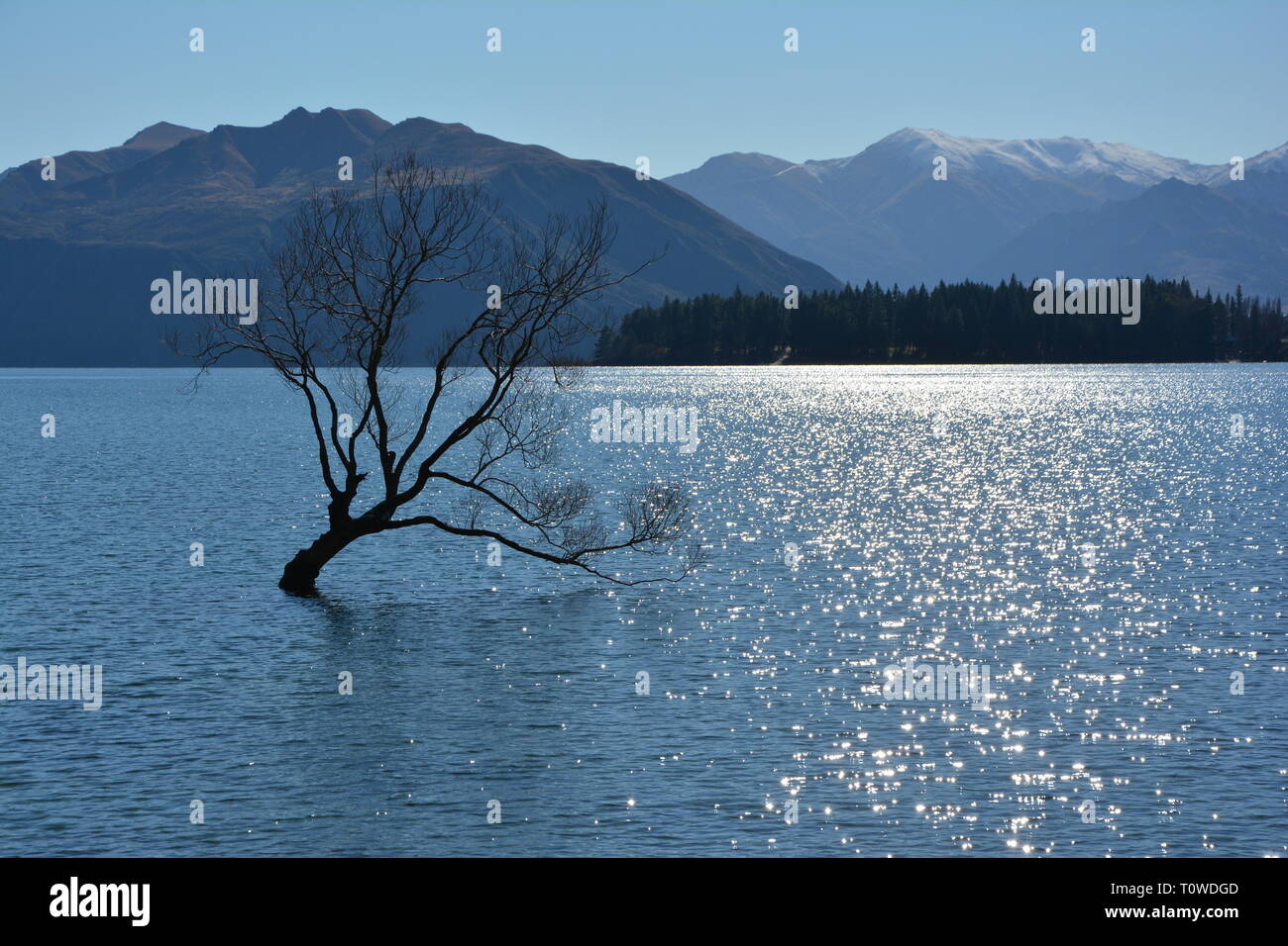 Einsamer Baum von Lake Wanaka, Queenstown-Lakes District, Otago, Südinsel, Neuseeland Stockfoto