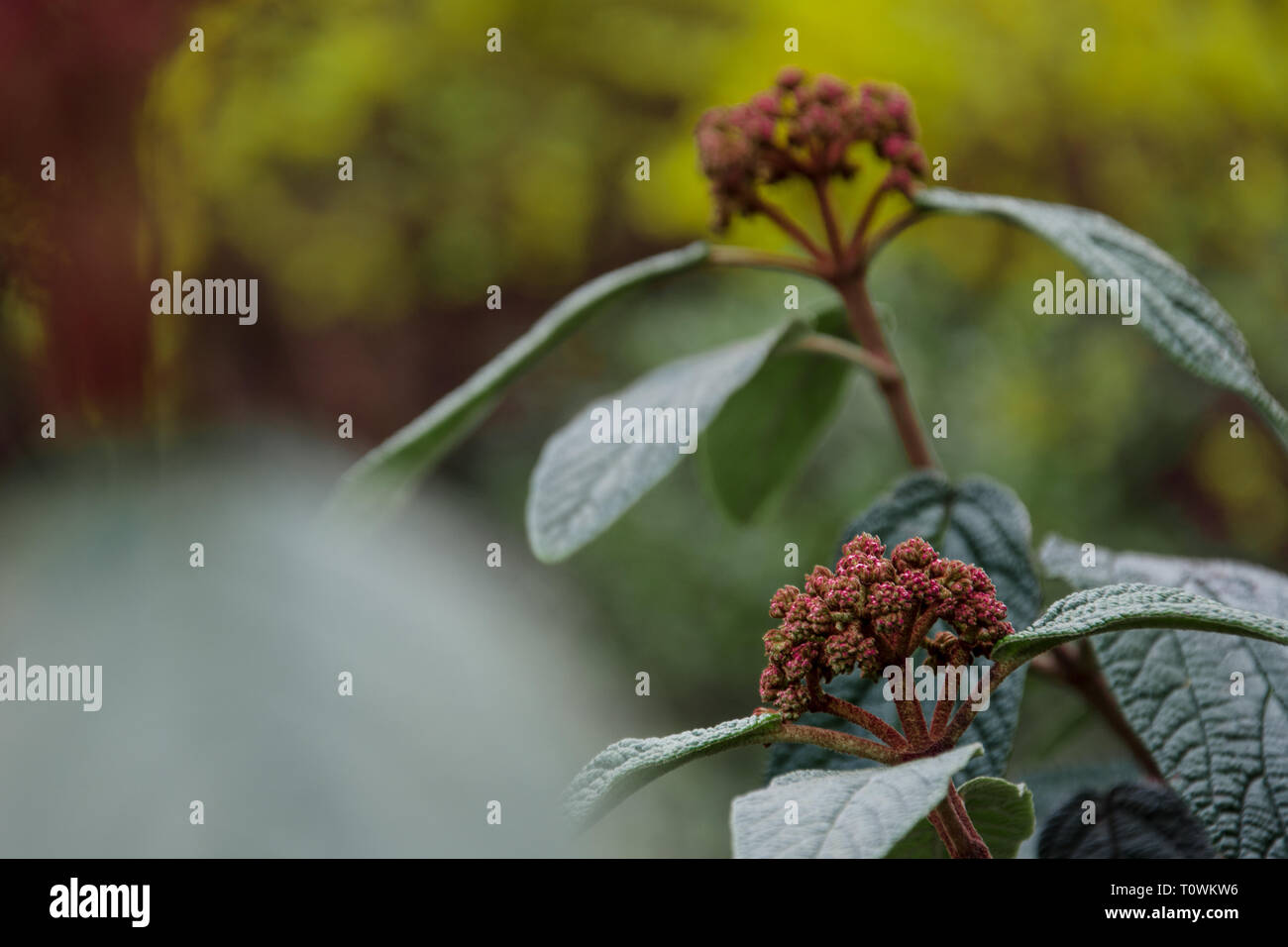 Kleine rote reife Werk im Park blühen im Frühling Stockfoto