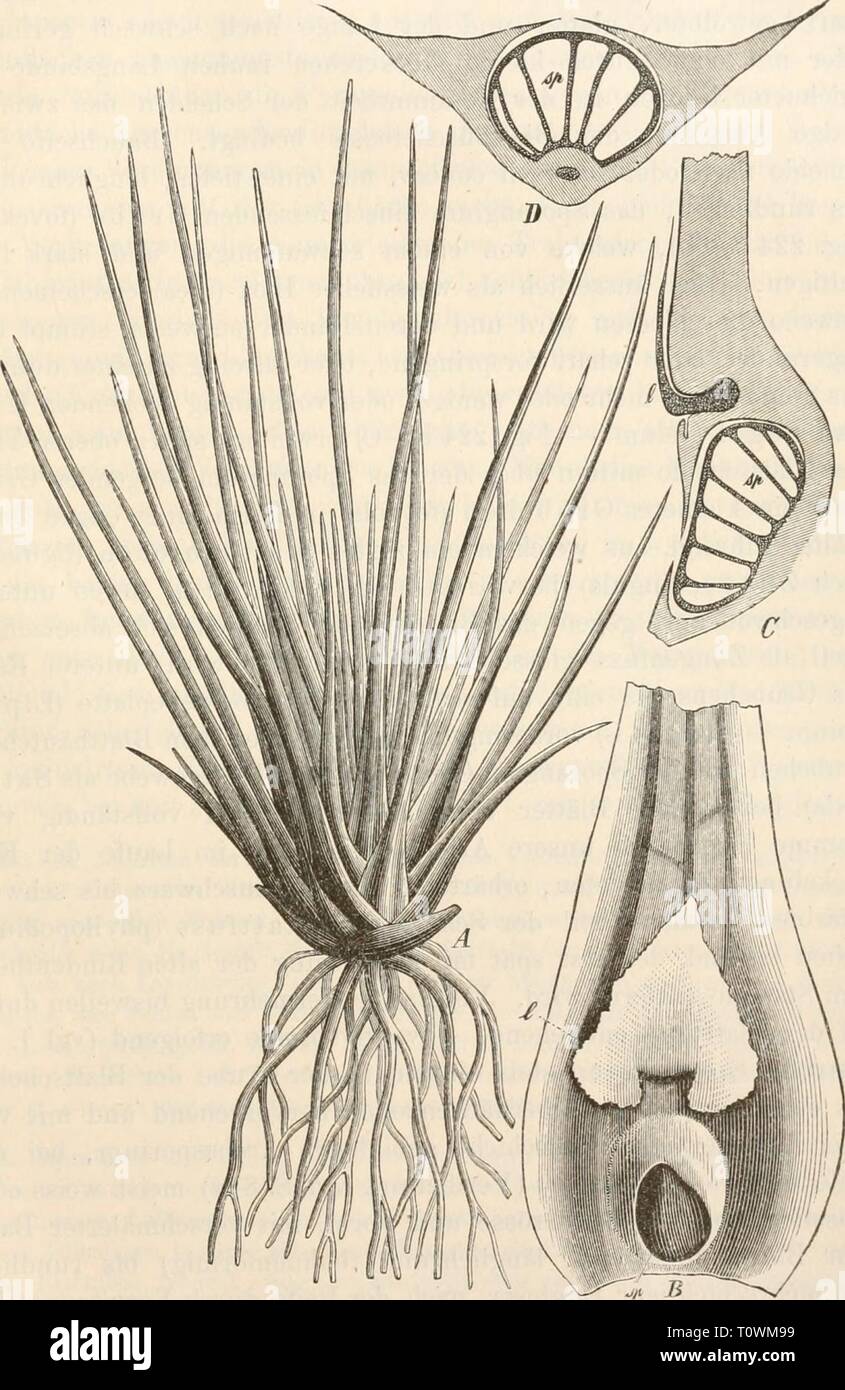 Dr L Rabenhorst der Kryptogamen-Flora von Dr. L. Rabenhorst der Kryptogamen-Flora von Deutschland, Oesterreich und der Schweiz drlrabenhorstskr 03 rabe Jahr: 1889 84 - Ficr. 224. Isoetes lacustris L. - eine Pflanze in natürlicher Grösse. - B Grundlage eines fruchtbaren Blattes mit Ligola (1) und Sporangium (sp) von oben gesehen. - C Längsschnitt mi'DQuerschnitt der Blattbasis (sp Sporangium, 1 Ligula). Stockfoto