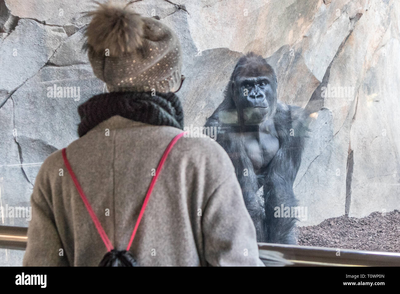 Frau beobachten riesige Silverback Gorilla Männchen hinter Glas in Zoo. Gorilla starrte auf weibliche Zoobesucher im Biopark in Valencia, Spanien Stockfoto