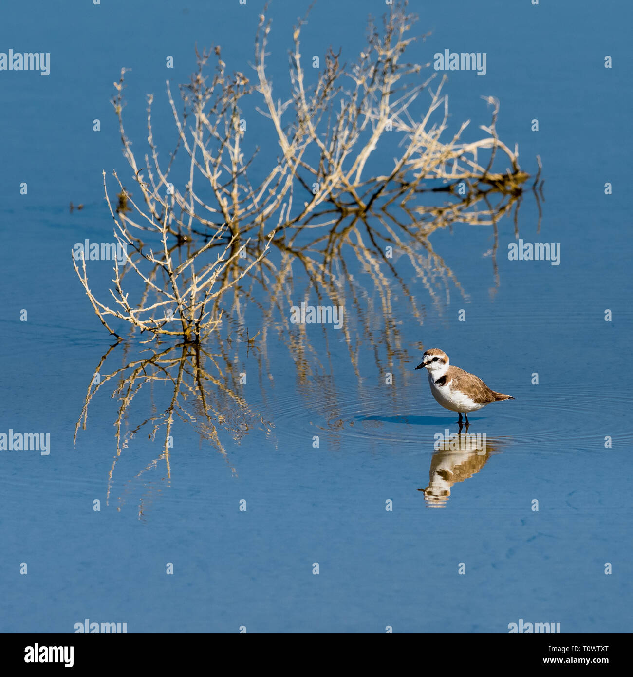 Naturpark S'Albufera de Mallorca Muro, Mallorca, Baleares, Spanien Stockfoto