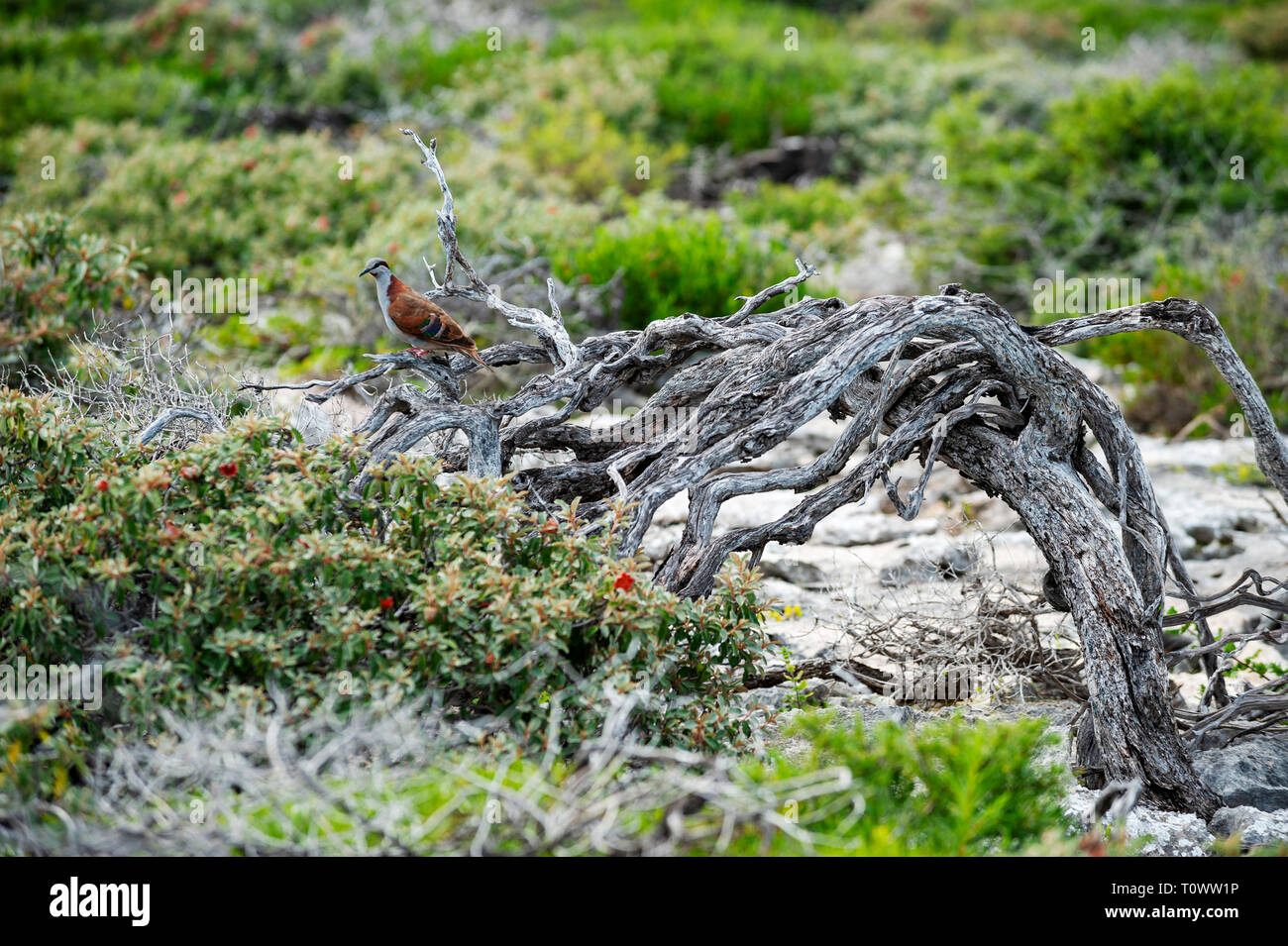 Ein Wallabi bronzewing Taube auf der Westseite der Insel. Die Houtman Abrolhos Inseln liegen 60 Kilometer vor der Küste von Geraldton in Western Australia. Es gibt Stockfoto