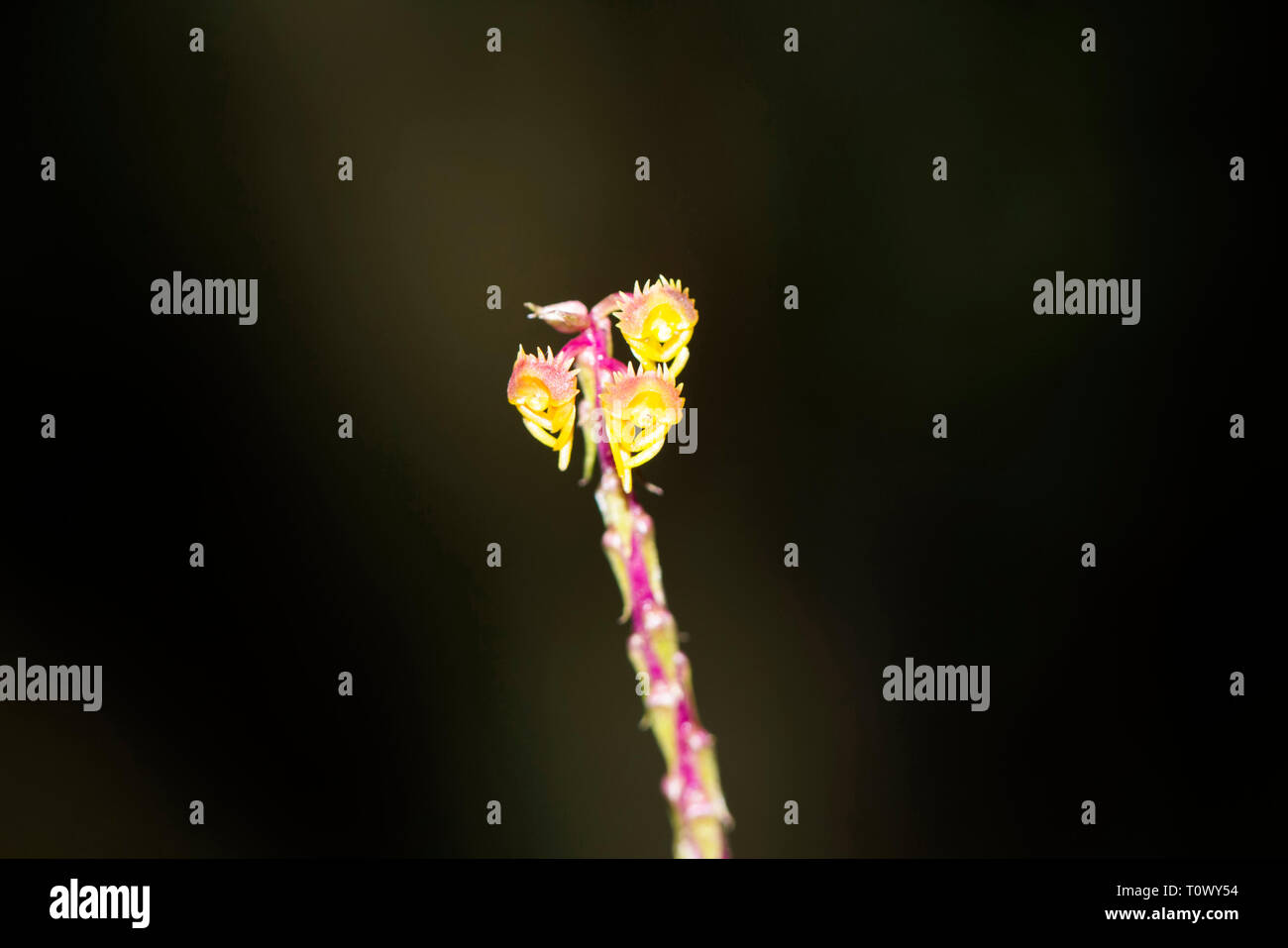 Malaxis versicolor, terrestrischen Orchidee mit kurzem Stiel, Amboli, Swantwadi, Maharashtra, Indien. Stockfoto