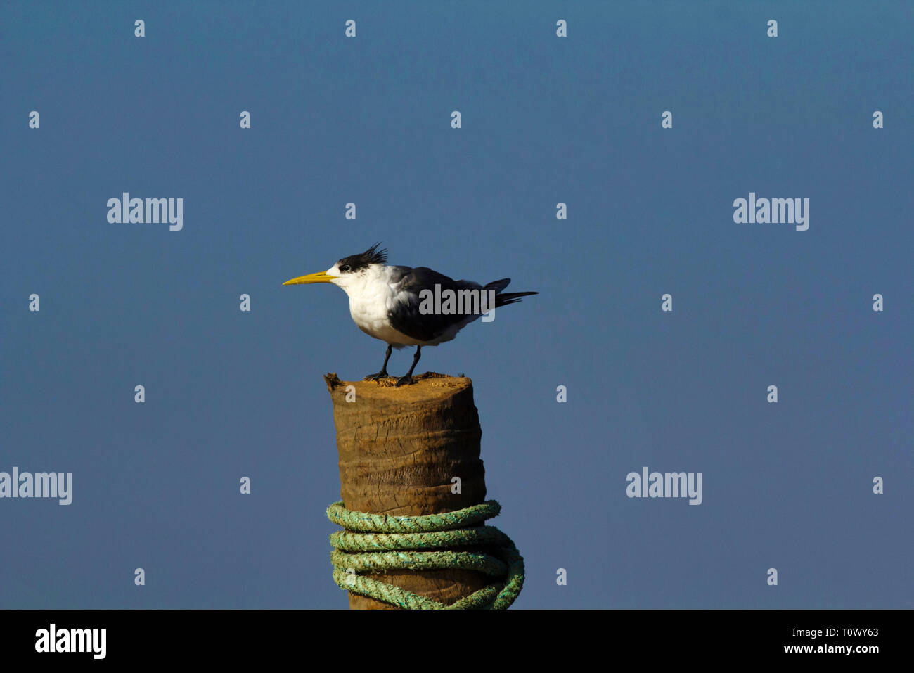 Mehr crested tern, Goa, Indien. Stockfoto