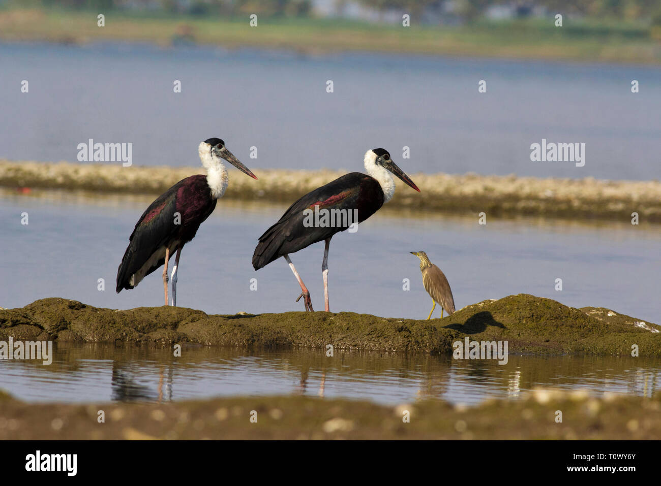 Wooly necked Stork, Bhigvan, Pune, Maharashtra, Indien. Stockfoto