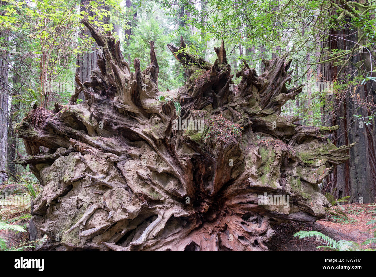Wurzeln eines massiven gefallen Redwood Tree im Humboldt Redwoods State Park in Kalifornien Stockfoto
