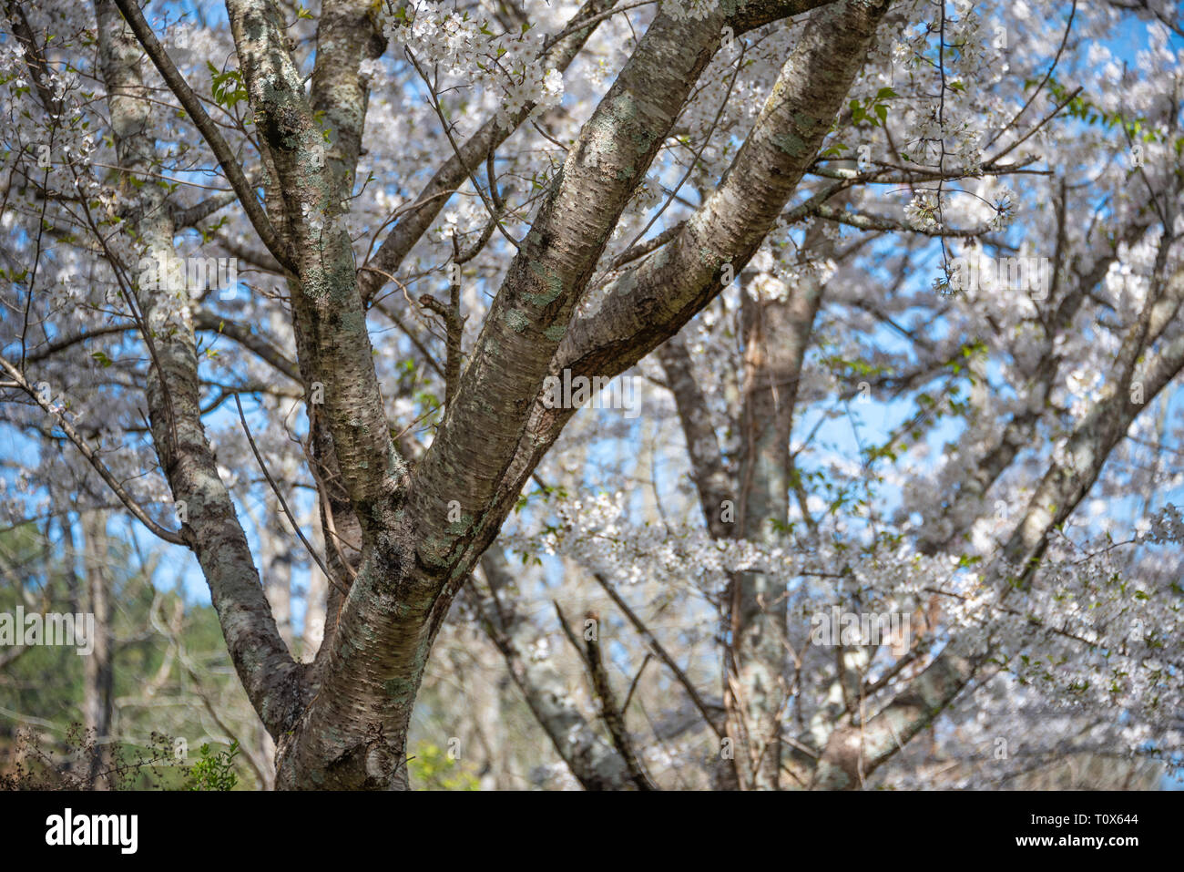 Weiß blühende Kirschbäume vor einem strahlend blauen Himmel in der Metro Atlanta, Georgia an einem schönen Tag im frühen Frühling. (USA) Stockfoto