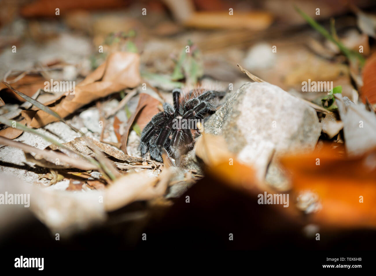 Schwarze Vogelspinne in der Nacht zwischen Steinen und Orange treibt, Peten, Guatemala Stockfoto