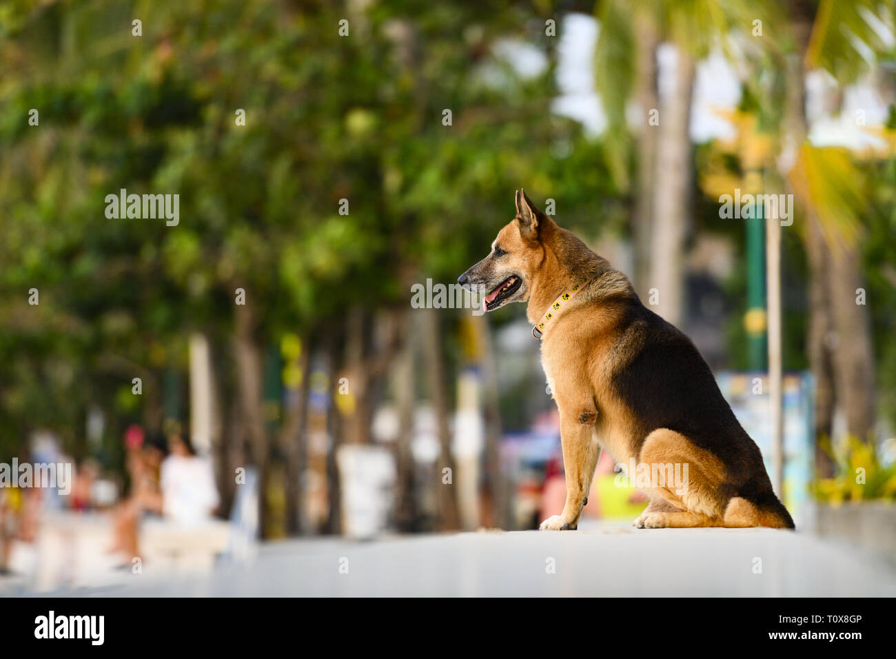 Eine nette Deutsche Schäferhund ist sitzend bewundern Sie den Sonnenuntergang am Patong Waterfront. Der Deutsche Schäferhund ist eine Rasse von mittelgroßen bis großen Hund. Stockfoto