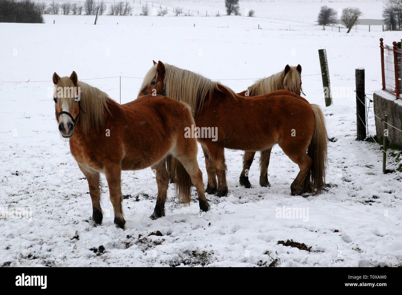 Drei Pferde auf einem verschneiten Wiese. Stockfoto