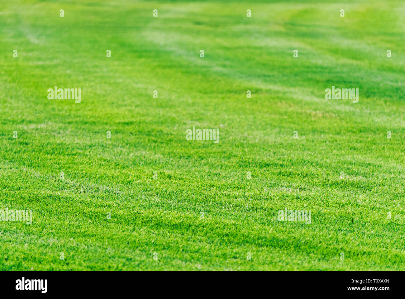 Perfekt gemäht grünen Rasen Hintergrund. Golf Spielplatz in Dubai. Gras eingereicht Textur. Stockfoto