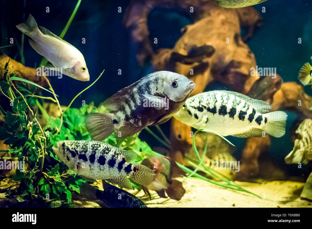 Bunte Fische - Kolobrzeg Aquarium Tank Stockfoto