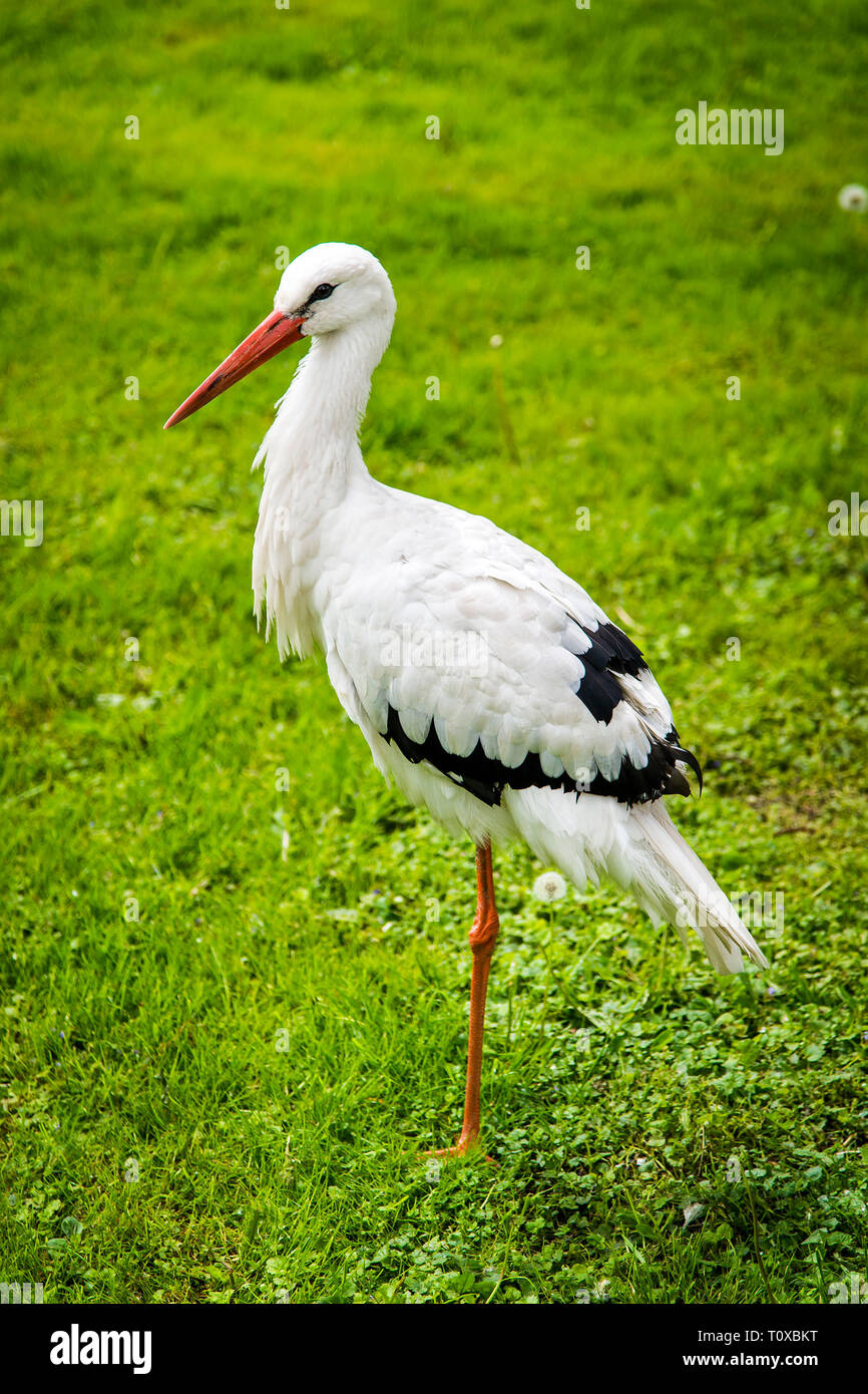 Weißstorch in Ihrer eigenen Umgebung Stockfoto