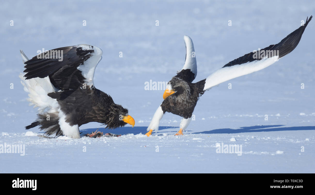 Die Erwachsenen Steller Seeadler (Haliaeetus pelagicus) kämpfen über eine tote Fische auf dem zugefrorenen See Furen, Nemoro Peninsual, Hokkaido, Japan Stockfoto