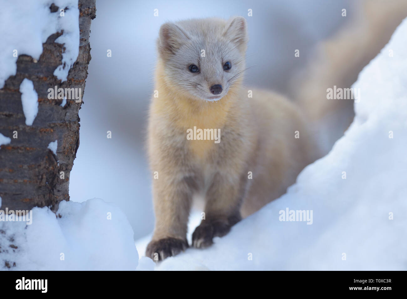 Sable (Martes Zibellina) in seinem wintermantel Stockfoto