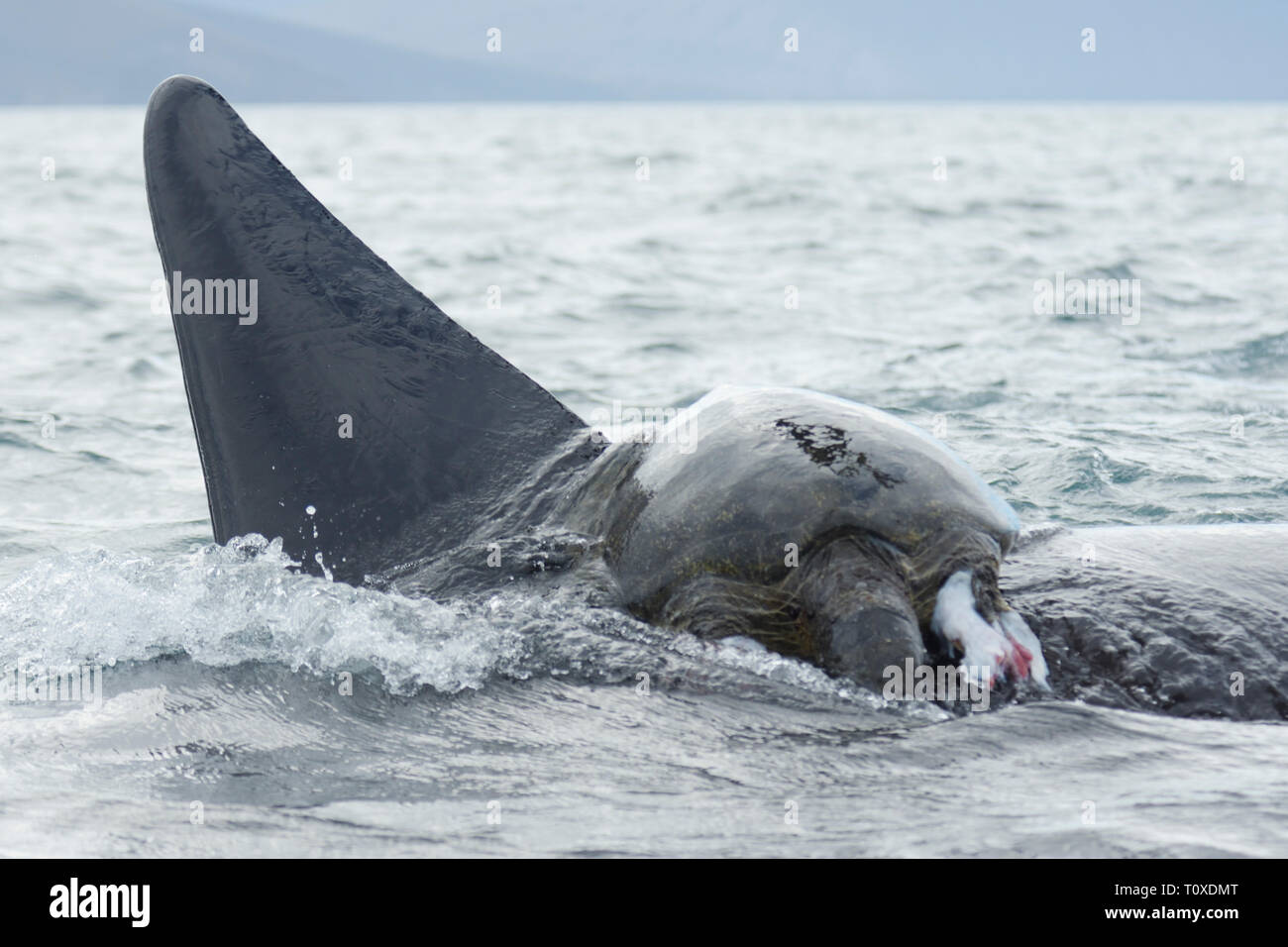 Schwertwal (Orcinus orca) Durchführung einer toten Suppenschildkröte (Chelonia mydas) Auf der Rückseite Stockfoto