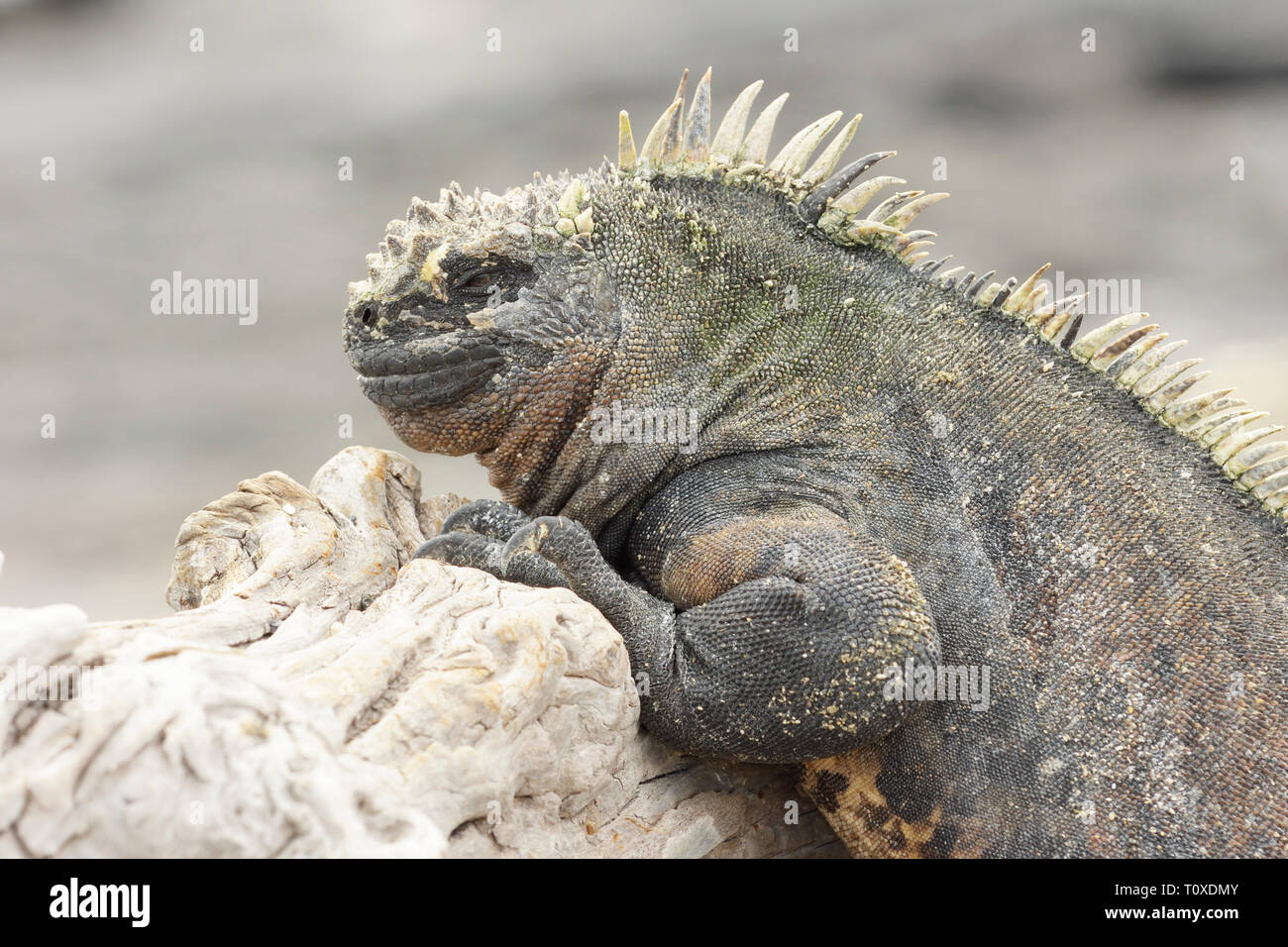 Reifen Marine iguana (Amblyrhynchus cristatus) auf Fernandina Insel Stockfoto