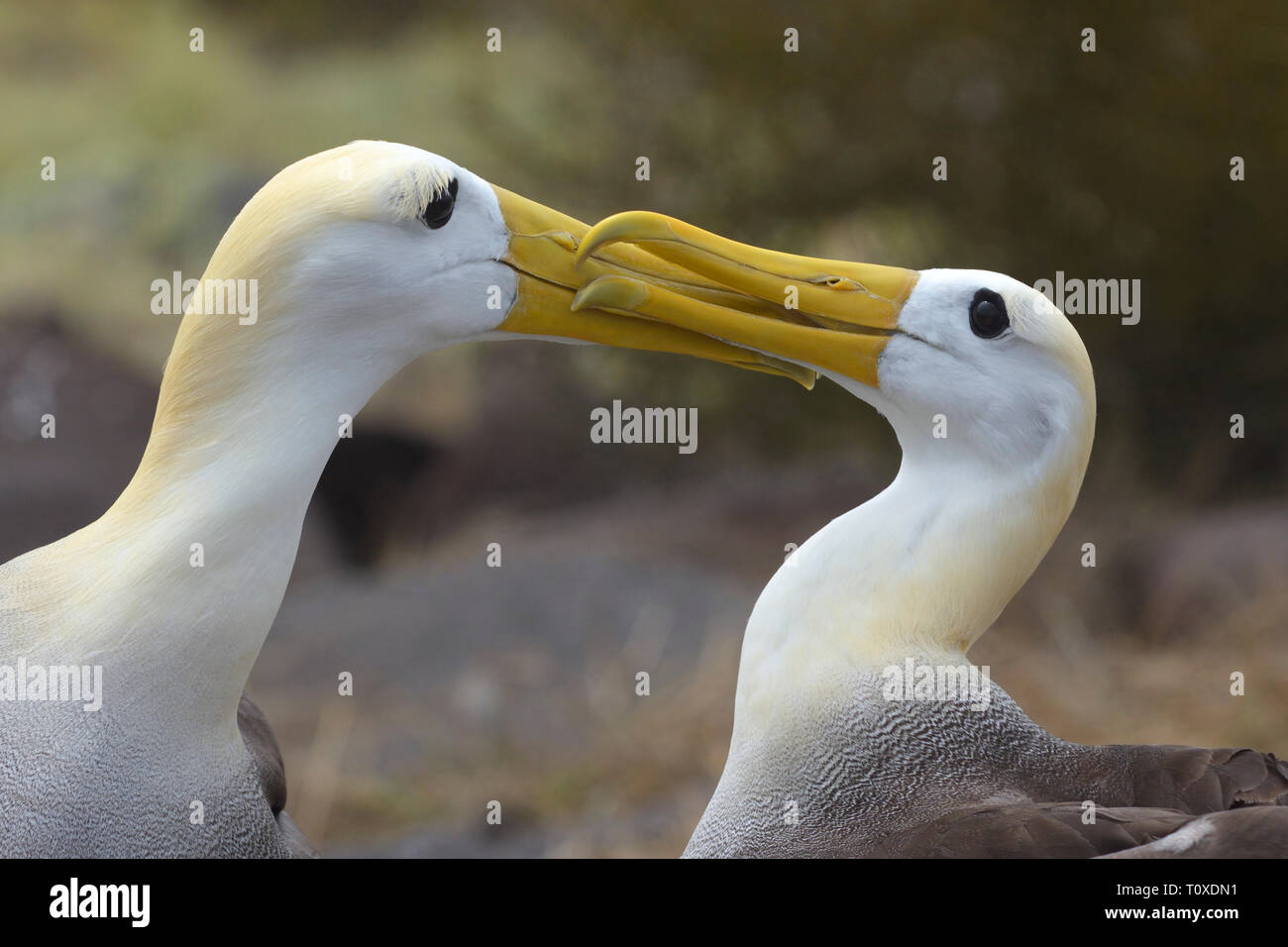 Ein paar winkte Albatrosse (Phoebastria irrorate) umwerben Stockfoto