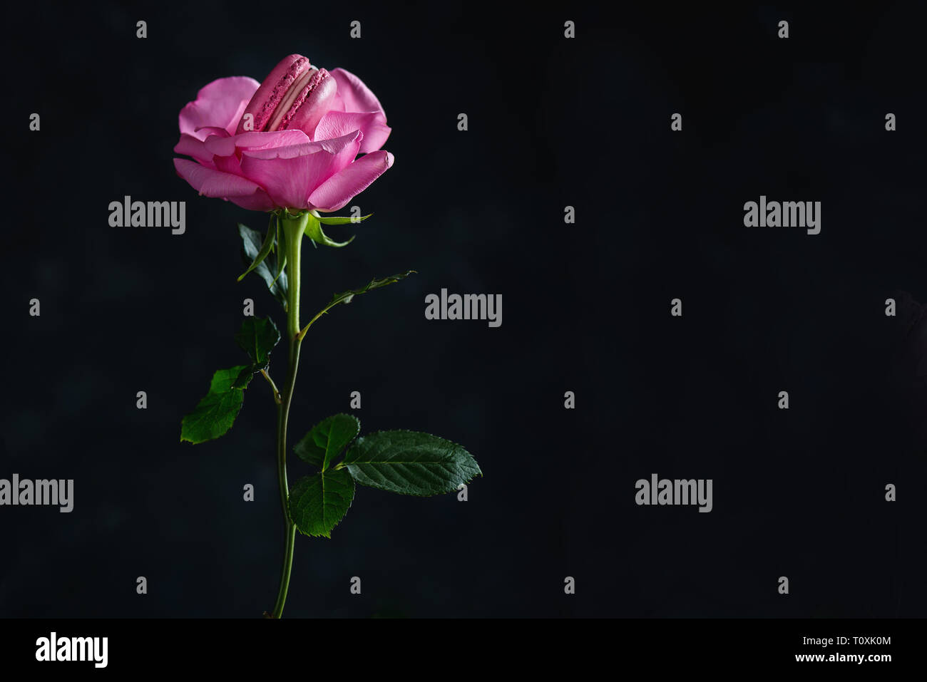 Rosa Macaron in der Mitte der Rose. Zusammenführen von Kochkunst und Botanik Konzept auf einem dunklen Hintergrund mit Kopie Raum Stockfoto