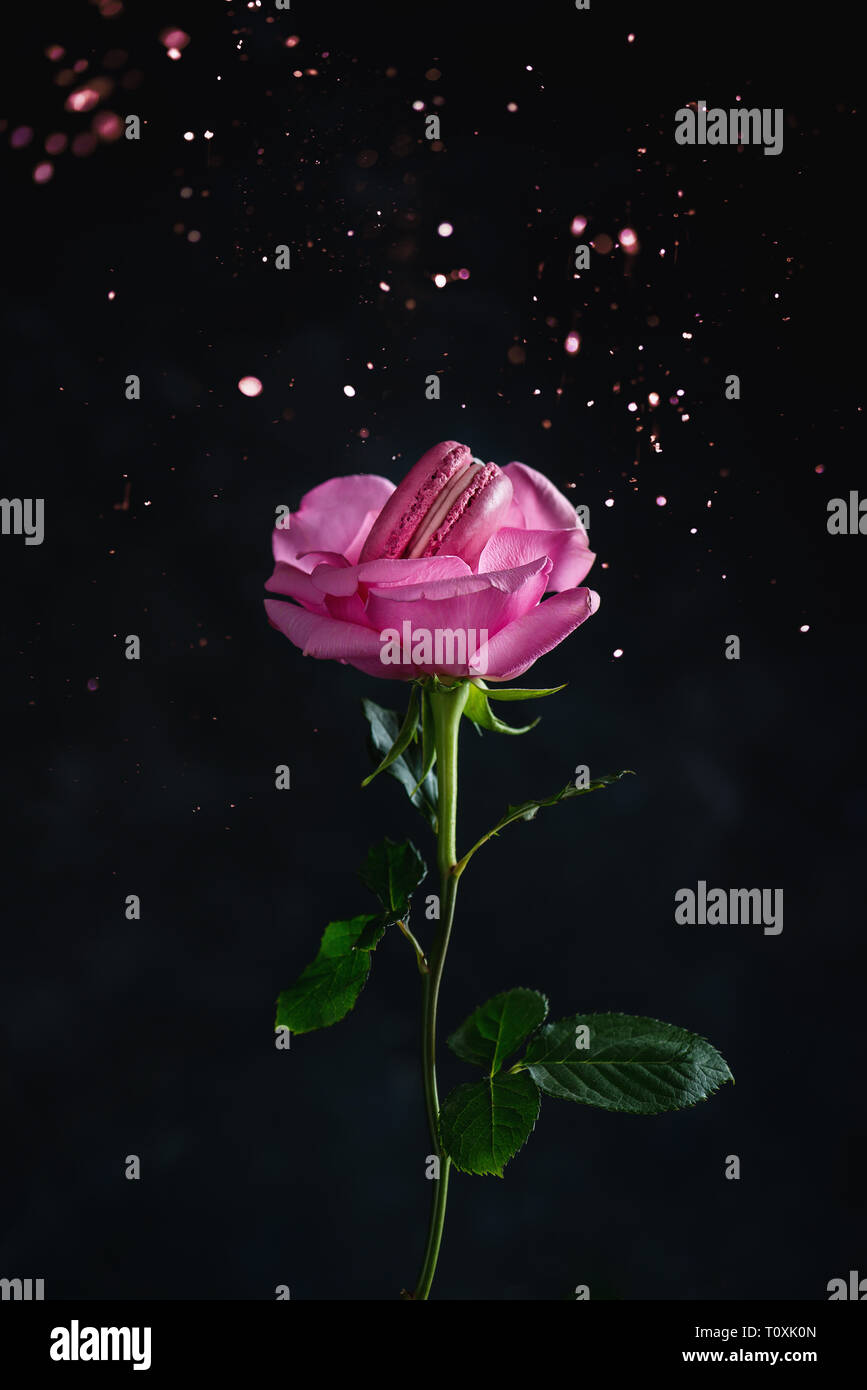 Rosa Macaron in der Mitte der Rose. Zusammenführen von Kochkunst und Botanik Konzept auf einem dunklen Hintergrund mit Kopie Raum Stockfoto