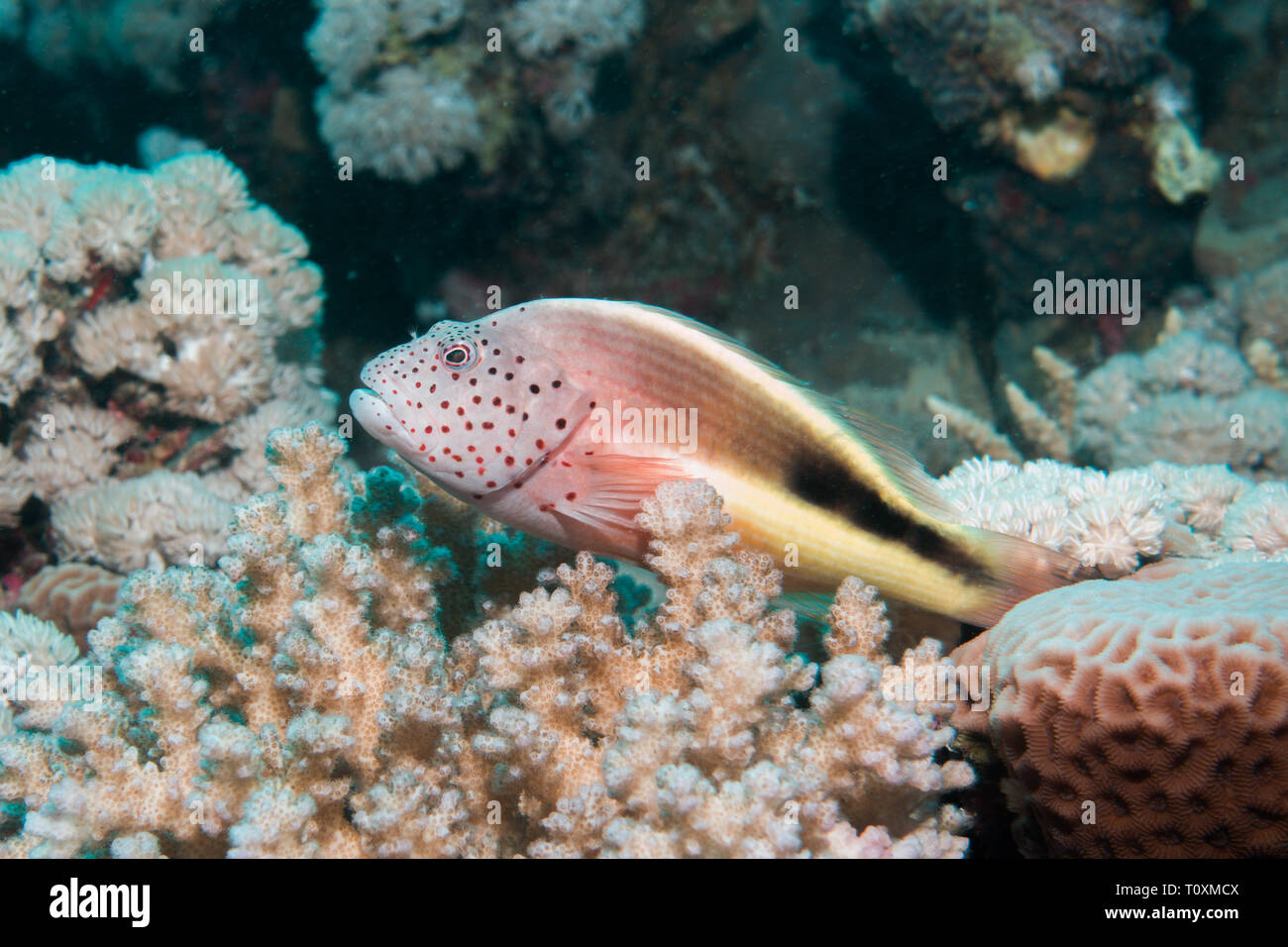 Nahaufnahme eines Sommersprossigen Fischfreundschaften auf ein Korallenriff im Roten Meer, Ägypten Stockfoto