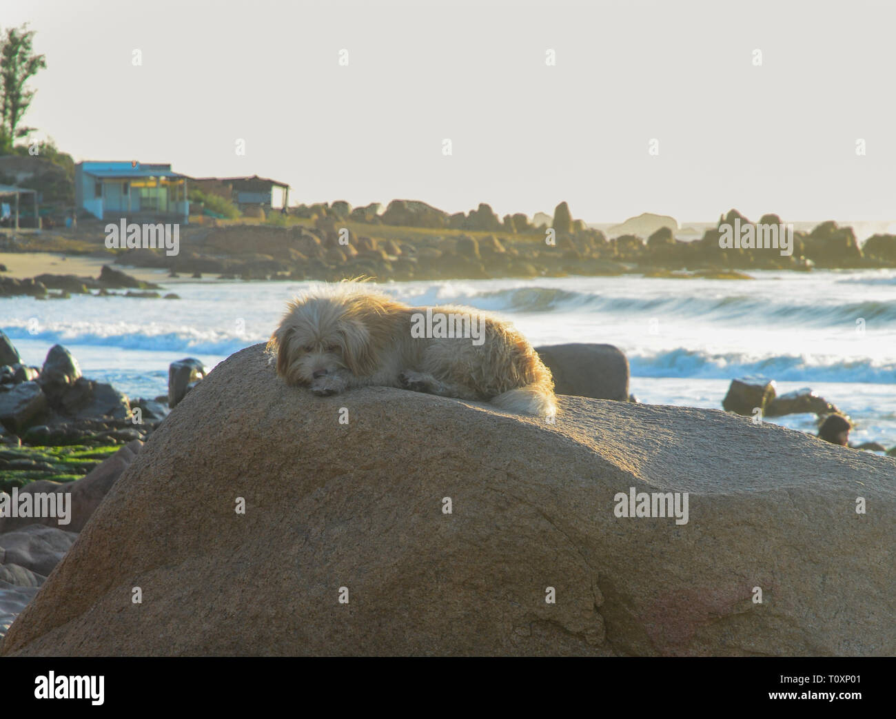 Hund liegend auf den Felsen mit Blick auf den Ozean in den frühen Morgen. Stockfoto